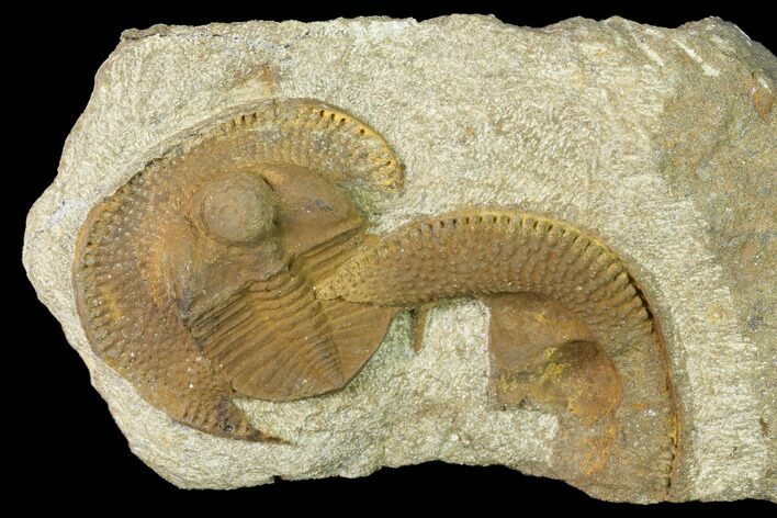 Inflated Declivolithus Trilobite - Mecissi, Morocco #141887